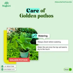 A simple watering guide for Golden Pothos. Our tip is to always check the soil first and water only when the top layer feels dry.