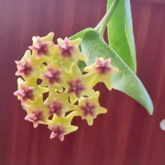 A happy bloom on my balcony today. This is the Hoya densifolia, and I was so excited to see its waxy, star-shaped flowers finally open. They look like tiny, perfect sculptures.