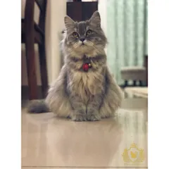 This majestic grey cat, the Queen, sits peacefully on the cool tiled floor. We offer a variety of surfaces and spots for cats to relax, depending on their preference.