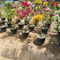 A collection of potted Bougainvillea in a mix of stunning colors like yellow, pink, and red, ready to be delivered for your project.