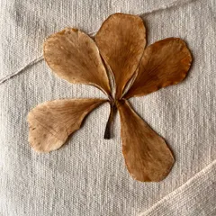 This is a dried and pressed flower resting on a piece of handwoven fabric. Preserving botanicals this way turns them into lasting treasures, perfect for framing and hanging on your wall as if your home is a natural history museum.