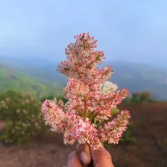 A beautiful cluster of pink and white wildflowers found on a mountain trail. Holding them against the misty backdrop is a simple reminder to appreciate the small, beautiful details all around us.