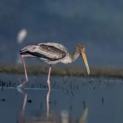 A sub-adult Painted Stork wading through the shallow waters of Sultanpur National Park, its reflection trailing behind.