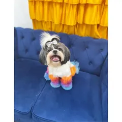 Rio the Shih Tzu is looking fabulous on this blue sofa. His legs are colored in a beautiful gradient of orange and blue, showing how color can be used to create a stunning, unique look.