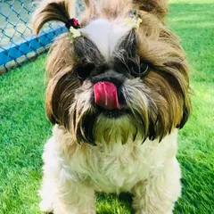 Tongue out Fridays are a thing, and this adorable Shih Tzu with her perfect ponytails is here for it.