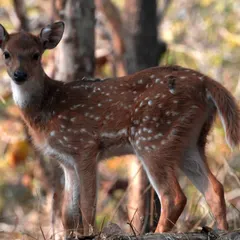 A curious Spotted Deer fawn stands in the dry forest, its innocent gaze fixed on the camera. The dappled sunlight mimics the spots on its coat, providing perfect camouflage.