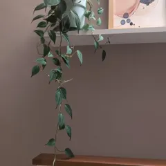 The Philodendron Micans is a beautiful trailing plant with velvety, heart-shaped leaves. It's just as easy to care for as a regular pothos but adds a unique texture and iridescence.