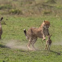 The chase intensifies. Dust kicks up from the ground as the cheetahs close in. Freezing this level of motion requires a shutter speed of 1/2000s or faster, which I balance with aperture and ISO to maintain a clean, sharp image.