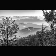 The vast Himalayan range seen from Fagu, framed by pine trees. This black and white photograph captures the crisp morning air and the sheer scale of the mountains, a classic example of fine art mountain photography.