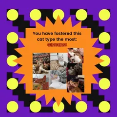 Our 2023 Catify Wrapped shows that we fostered more ginger cats than any other type! A fun look at the year's trends in our rescue work.