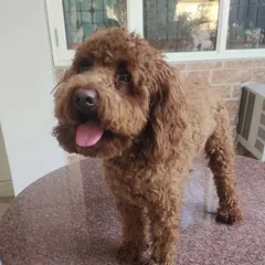 Another look at the freshly groomed Poodle, showing the clean lines around its face and paws.