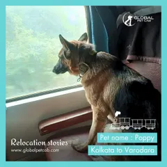This is Poppy, a beautiful German Shepherd, enjoying the view from her private train coupe on her journey from Kolkata to Vadodara. We ensure pets have the space to relax and feel secure during long-distance train travel.