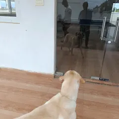 A curious Labrador watching his reflection or maybe another friend through the glass door. My home is a safe space for them to explore.