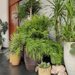 Nothing gives us more joy than visiting a client’s home after months and seeing their plants thriving. This lush corner is from a farmhouse in Kalote, a reminder of why we do what we do.
