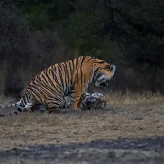 Two tiger siblings engage in a playful fight, honing the skills they will need as adults.