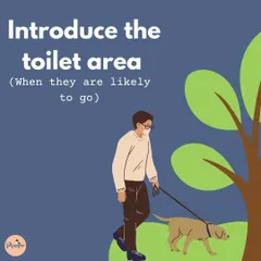 To set your puppy up for success, take them to their designated toilet area frequently, especially after waking up, after playing, and after eating. This builds a predictable routine for them.