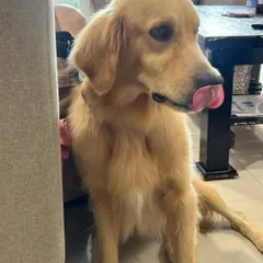 A sweet moment with this gentle Golden Retriever. He is looking for a responsible home in Bangalore where he will get all the love and care he needs.