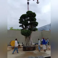 The specimen tree is carefully lowered into place by our team. This behind-the-scenes look shows the scale and complexity involved in executing our ambitious landscape designs.