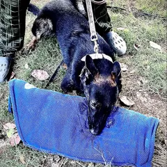 This black Malinois puppy, also a littermate, shows the same deep, possessive grip. This is not taught at this age, it is bred. This is why starting with the right dog is so important.