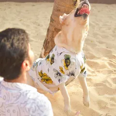 A perfect mid-air catch on the sand! Action shots like this require perfect timing and capture the incredible athleticism and focus of your dog during playtime.