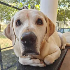 My 40kg Labrador, Scotch, has decided he identifies as a cat. You'll often find him perched on ledges, just like his feline siblings. It's a quirky and fun part of our home life.