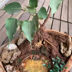 This dish garden is built around a young Peepal tree, trained as a miniature bonsai. I created a small landscape for it with natural rocks and a tiny resin pond, making it look like a peaceful scene from nature. It’s a perfect, serene centerpiece for a desk or coffee table.