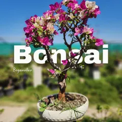 A beautiful Bougainvillea bonsai in full bloom, showcasing a mix of pink and white flowers. These are perfect for adding a vibrant splash of color to your collection.