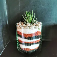 Make your office desk fancier with this cute succulent centerpiece. The layers of colored sand create a beautiful artistic base for the hardy Haworthia plant, adding a touch of green to your workspace.
