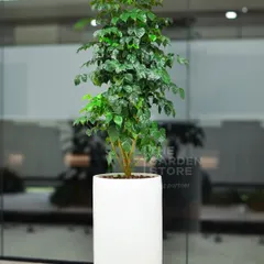 This tall, leafy Ficus tree in a minimalist white planter brings a natural element to a modern office interior. Its height and volume make it an ideal statement piece for entryways or large open-plan areas.