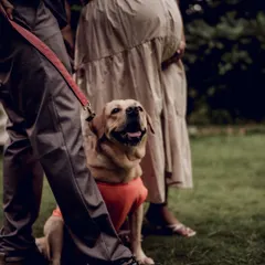 A close-up shot showing the family's loyal dog looking up at his owners, who are expecting. It’s a sweet way to show that the whole family, including pets, is part of this journey.