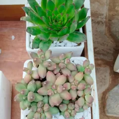 Our small succulent arrangements make perfect gifts. This duo, featuring a Sempervivum and a colorful Sedum, is potted in clean white ceramic pots with a white stone topping for a polished look.