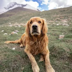 Meet Sir Charles of house Timtim, a majestic Golden Retriever I met at a base camp in the Himalayas. Whether in the studio or on a mountain, I'm ready for an adventure to capture your pet's true spirit.
