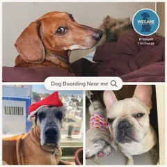 We offer home boarding for dogs of all kinds. With limited spots, we guarantee your baby gets all the attention they deserve.