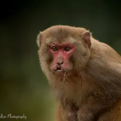 A close-up portrait of a Rhesus Macaque from my trip to Dudhwa National Park. Their expressions are so vivid and full of character.
