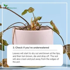If your plant's leaves are dry, brown at the tips, and the soil is pulling away from the pot, you've likely underwatered it. A good, thorough watering can often solve the problem.