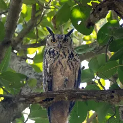 A Rock Eagle-Owl perched amongst the foliage near Delhi. These large owls are masters of camouflage, blending in perfectly with their rocky habitats.