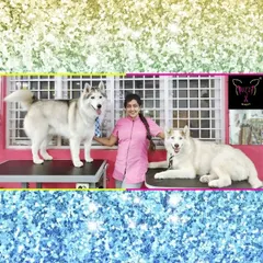 Brotherly love. These two handsome Huskies are posing after their grooming session. Managing their thick double coats is my specialty, ensuring they are clean, de-shedded, and comfortable.