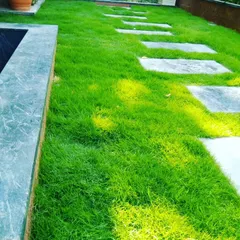 A simple and elegant path made of large stone pavers set into a lush lawn. This technique creates a functional walkway while maintaining a soft, green aesthetic.
