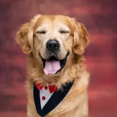 This is the face of pure, unfiltered happiness. My studio sessions are designed to be fun and relaxed, allowing your dog's unique personality, like this dapper Golden Retriever's joy, to shine through.
