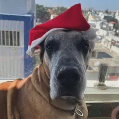 This majestic Great Dane is getting into the festive spirit. We are experienced in handling large breeds and give them the space and care they need.