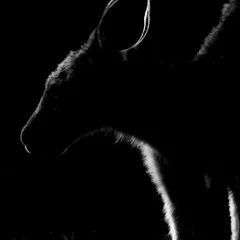 I captured this Eastern Grey Kangaroo in Lysterfield Park, Australia, just as the sun was setting. By positioning myself against the last light, I was able to create this dramatic rim-lit silhouette, highlighting the fine fur along its back and ears against the darkness.
