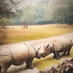 A moment of connection between two rhinos in captivity. It is a poignant reminder of the beauty of nature, even when constrained by pollution and a poor environment.