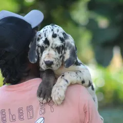 A Great Dane puppy getting a cuddle. Despite their size, they are incredibly affectionate and love being close to their people.