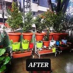 This balcony is now a vibrant container garden. I used a combination of colorful pots and classic terracotta planters on multi-level stands to create a dense, layered look that brings life and color to the space.