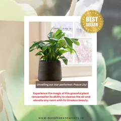 The Peace Lily is another bestseller, loved for its elegant white blooms and air-purifying qualities. It's a perfect, low-maintenance plant that enhances any indoor space, making it an ideal wellness gift for employees.
