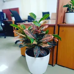 A vibrant Croton plant adding a splash of color to an office space. These plants are known for their multi-colored foliage and can brighten up any desk or corner.