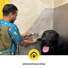 Bath time for this happy Black Labrador. Our groomer uses a gentle spray and vet-approved shampoo to ensure a deep clean while keeping the pet comfortable and secure in our professional-grade tubs.