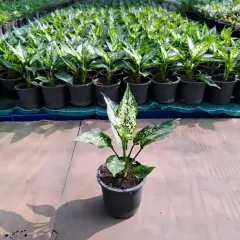 This is an Aglaonema 'Snow White' in its nursery pot, one of our popular pet-friendly options. We select only the healthiest plants from our nursery to ensure your gifts are vibrant and long-lasting.