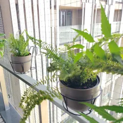 Ferns are a great choice for adding delicate texture to your garden. Here they are placed in railing planters on a balcony, adding a soft touch of green.