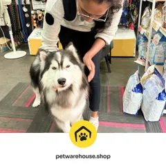 A happy husky getting some love from our staff after a grooming session. A clean pet is a happy pet, and we love seeing them relaxed and refreshed after their visit.